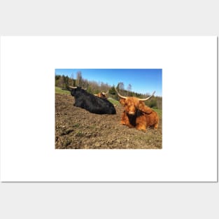 Scottish Highland Cattle Bull and Cow 2388 Posters and Art